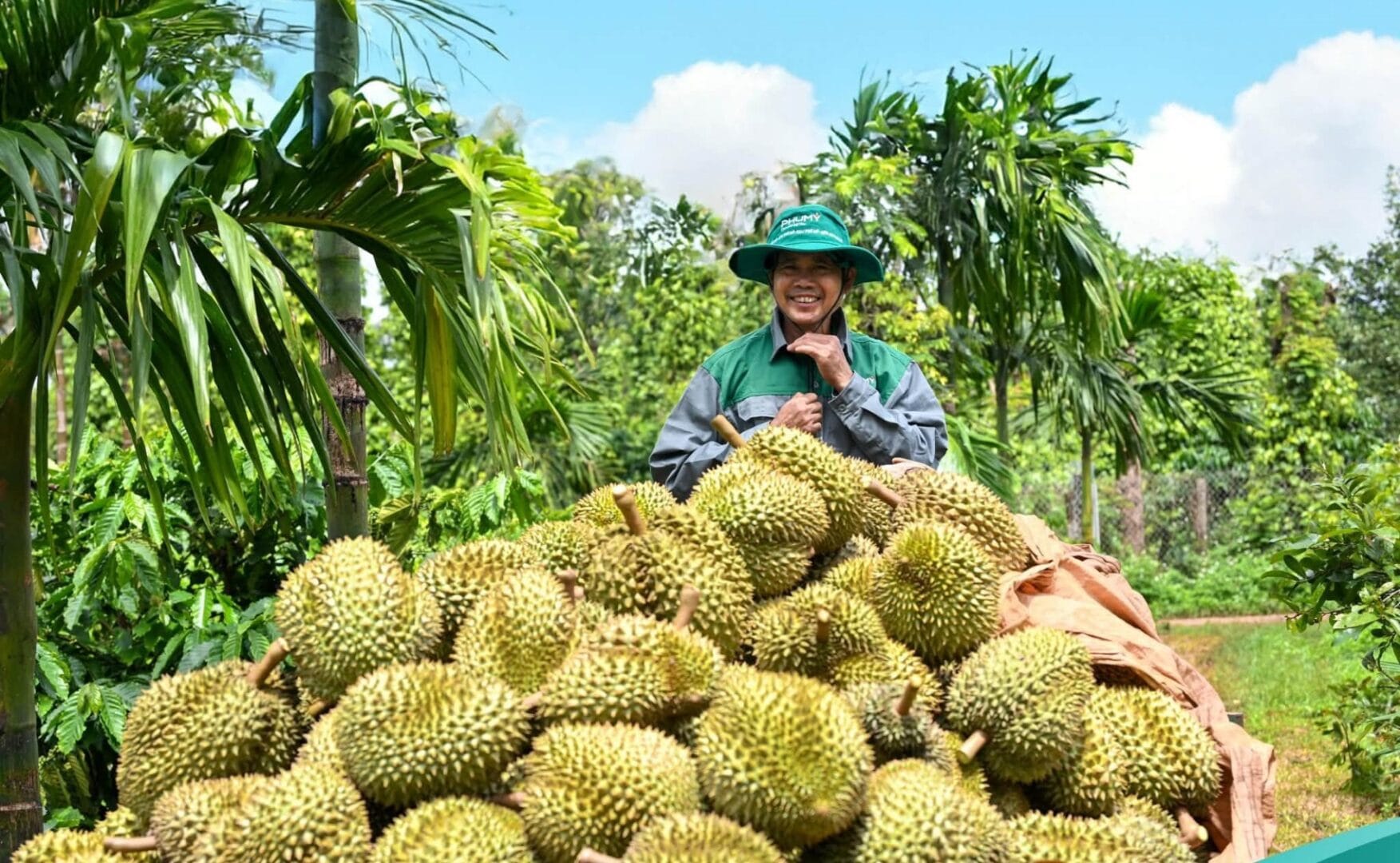 Mastering Vietnam’s 12-Month Continuous Durian Supply Chain vietnam fresh whole durian efreso