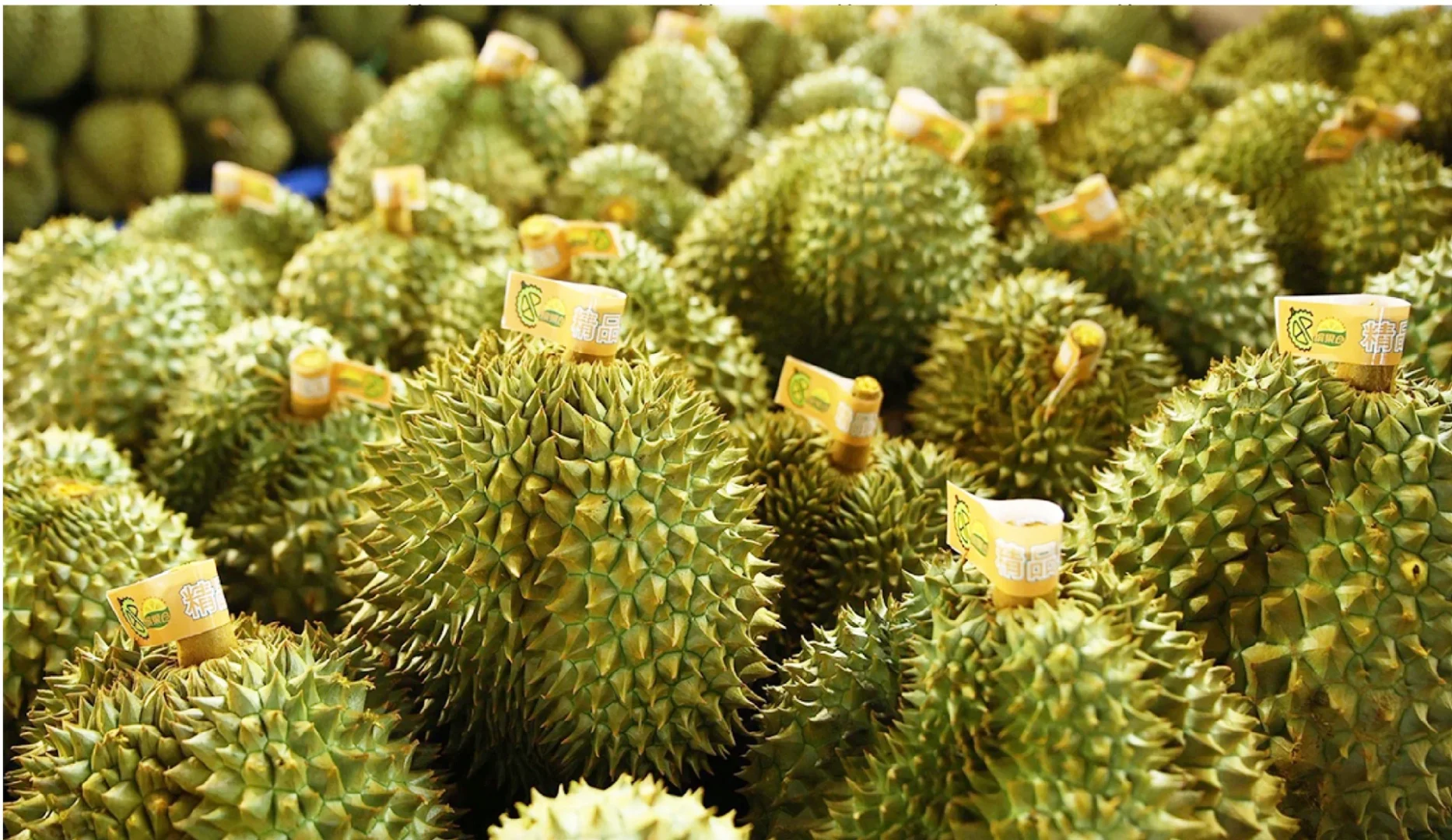 Vietnam’s Mekong Delta and Central Highlands Durian Orchards vietnam fresh whole durian efreso 2