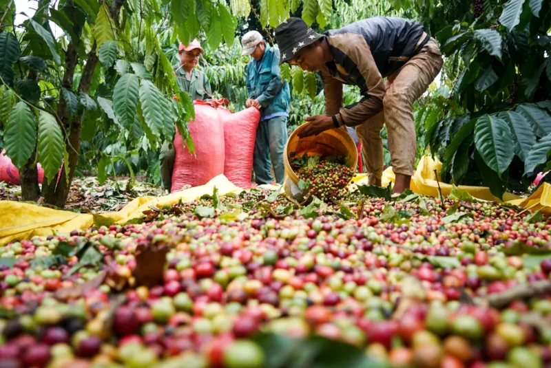 EFRESO Harvesting Coffee Cherries