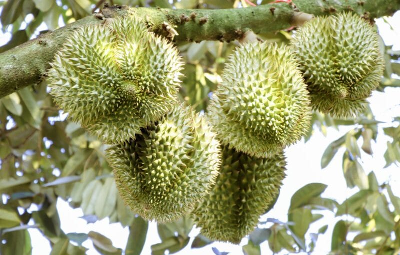 Fresh Monthong Durian Export Shipment to Shanghai Port