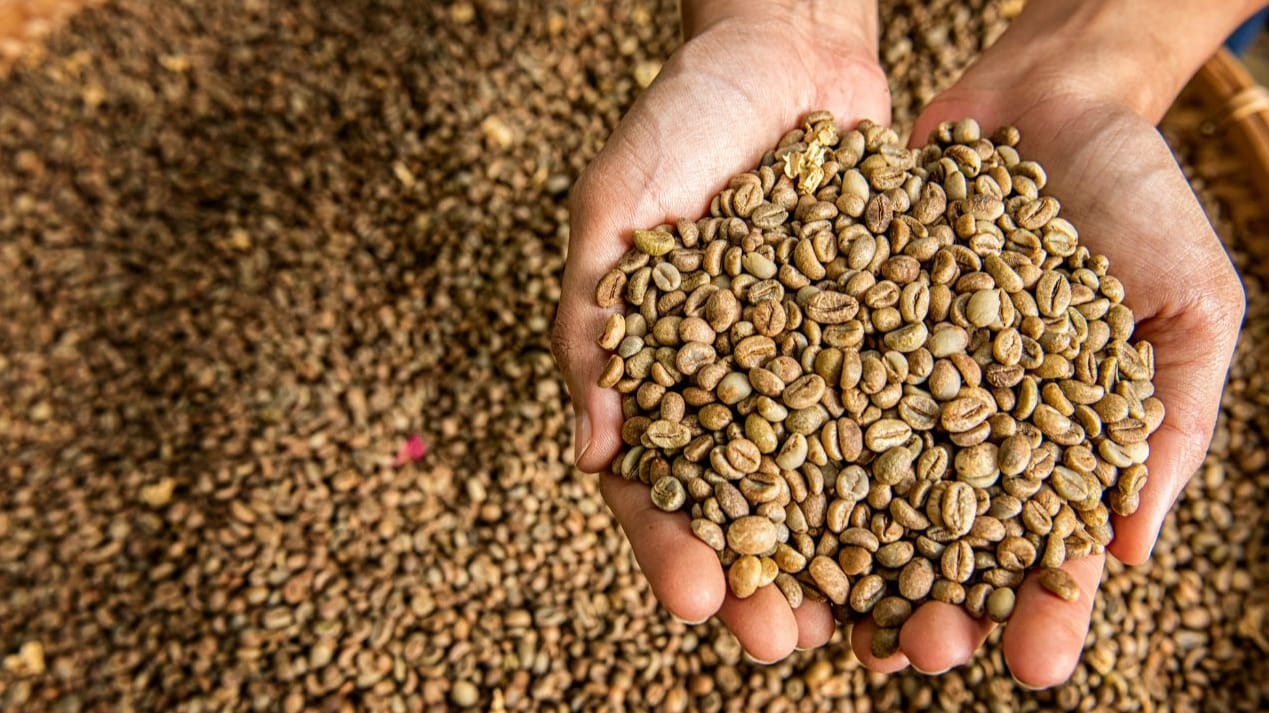 vietnam green coffee beans 2