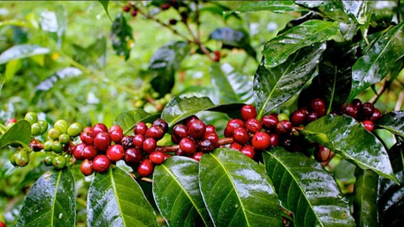 EFRESO Organic Coffee